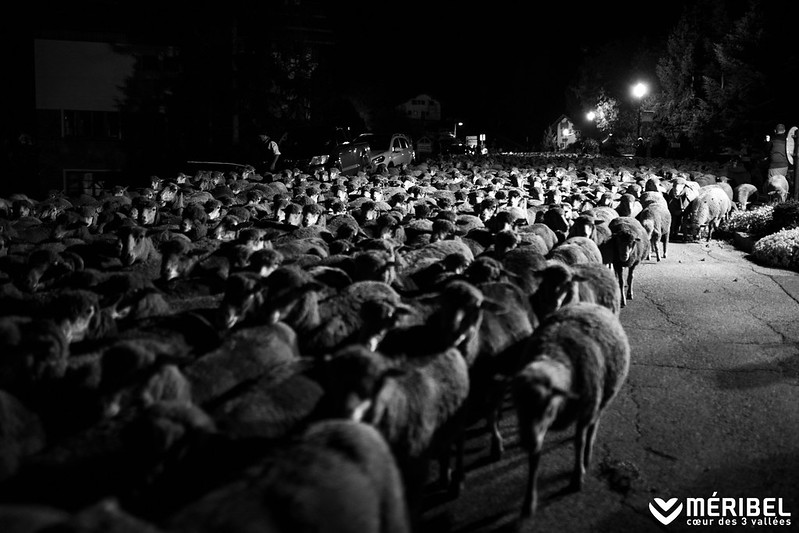 sheep wool the streets of Meribel for Terre Terroir Tarentaise