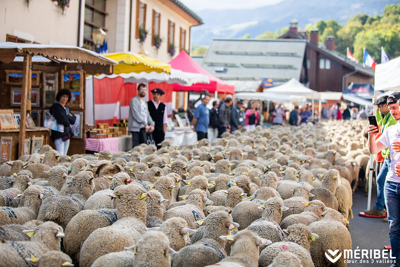 sheep wool the streets of Meribel for Terre Terroir Tarentaise